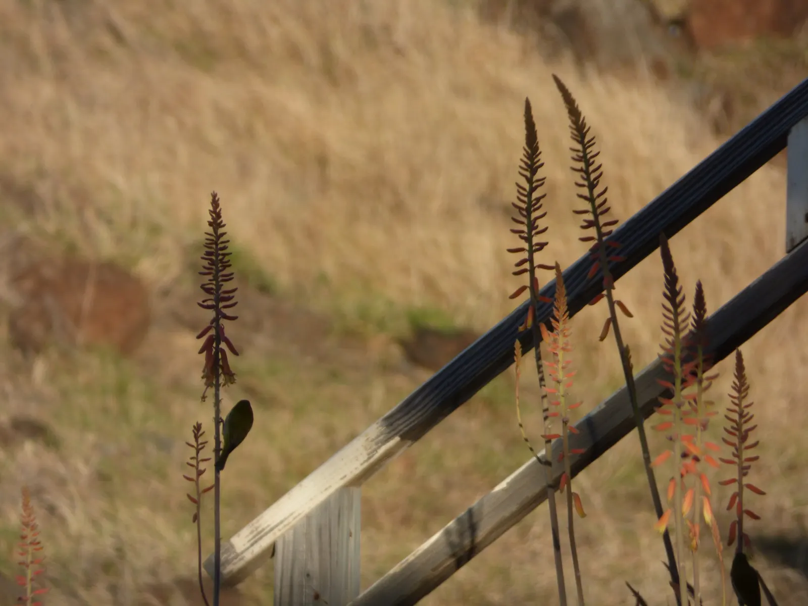 Reynolds Aloe (Aloe Massawana) — it is notably drought-resistant; in late winter to early spring