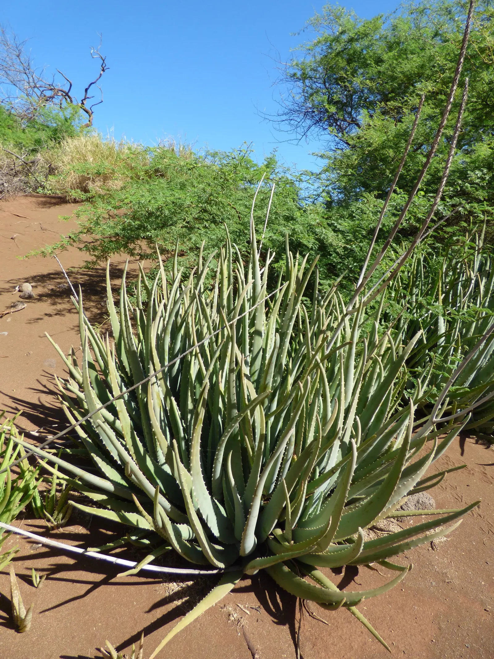 Reynolds Aloe (Aloe Massawana) — Ideal for USDA zones 9-11; reynolds Aloe (Aloe massawana) is an elegant, evergreen succulent, image 100