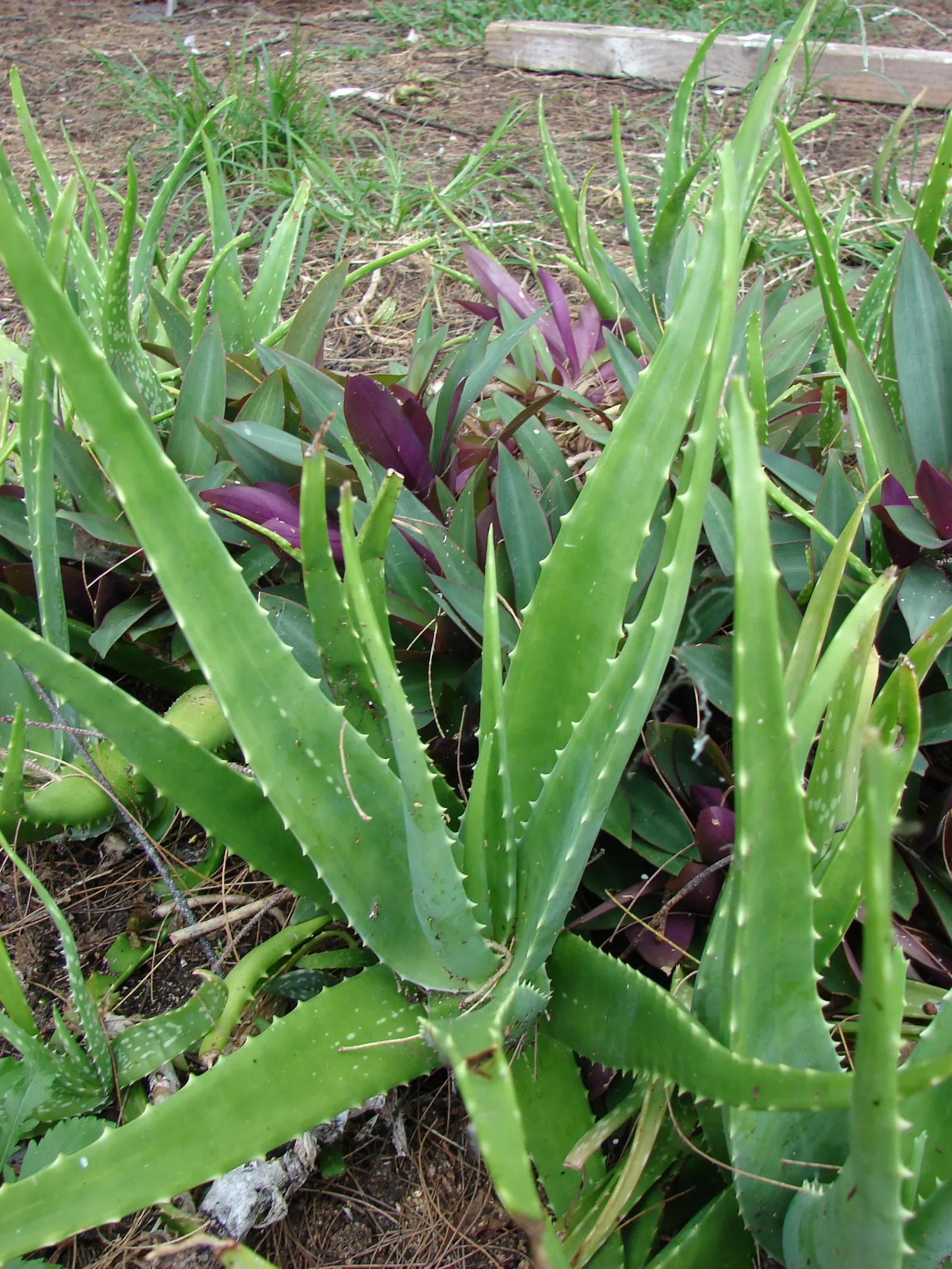 Reynolds Aloe (Aloe Massawana) — orange flowers in the garden; the Reynolds Aloe (Aloe massawana) is a striking succulent plant that presents a lush