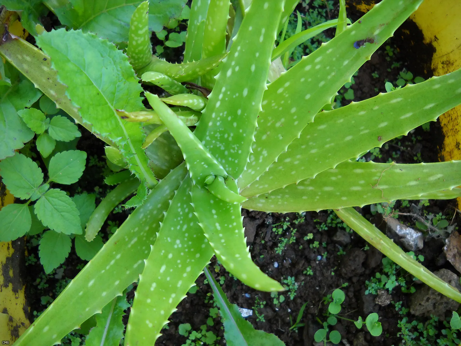 Reynolds Aloe (Aloe Massawana) — rising a dramatic 24 to 36 inches above the foliage; a stunning, low-maintenance choice for rockeries and xeriscaped areas