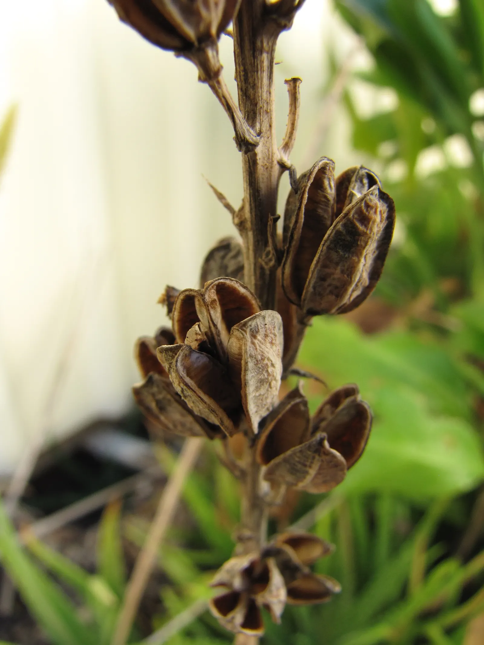 Reynolds Aloe (Aloe Massawana) — Regular, though minimal, irrigation during dry periods will keep it thriving without oversaturating the soil