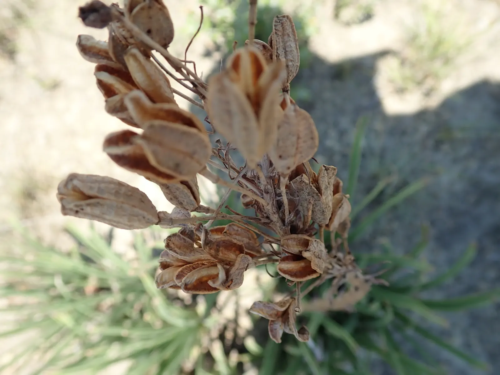Reynolds Aloe (Aloe Massawana) — tropical flair to any landscape