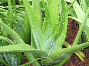 Reynolds Aloe (Aloe Massawana) — Reynolds Aloe typically grows to a moderate height of approximately 12 to 18 inches with a comparable spread; it, image 59
