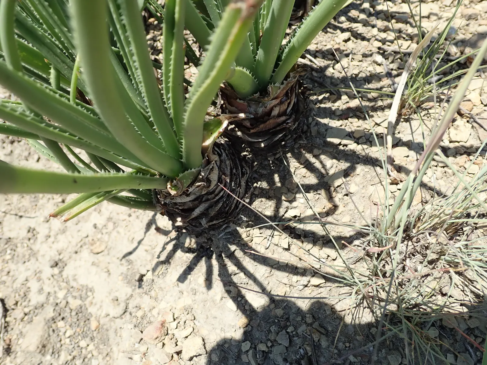 Reynolds Aloe (Aloe Massawana) — this drought-tolerant species prefers full sun to partial shade and well-drained soil