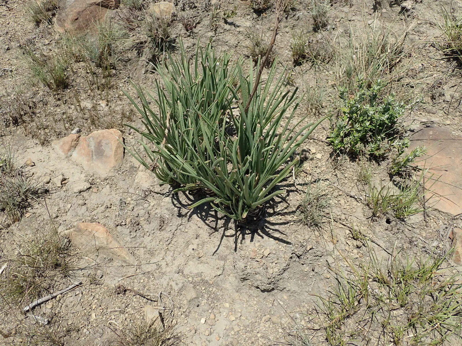 Reynolds Aloe (Aloe Massawana) — where it thrives in rugged terrains; but it should be protected from frost to prevent damage to the foliage and, image 58