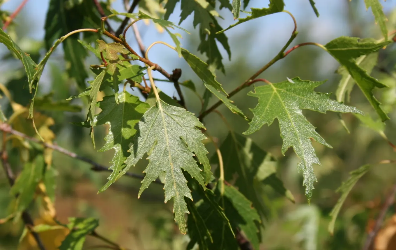 Swedish Cutleaf Weeping Birch (Betula Pendula 'Dalecarlica') — scientifically named Betula pendula 'Dalecarlica'
