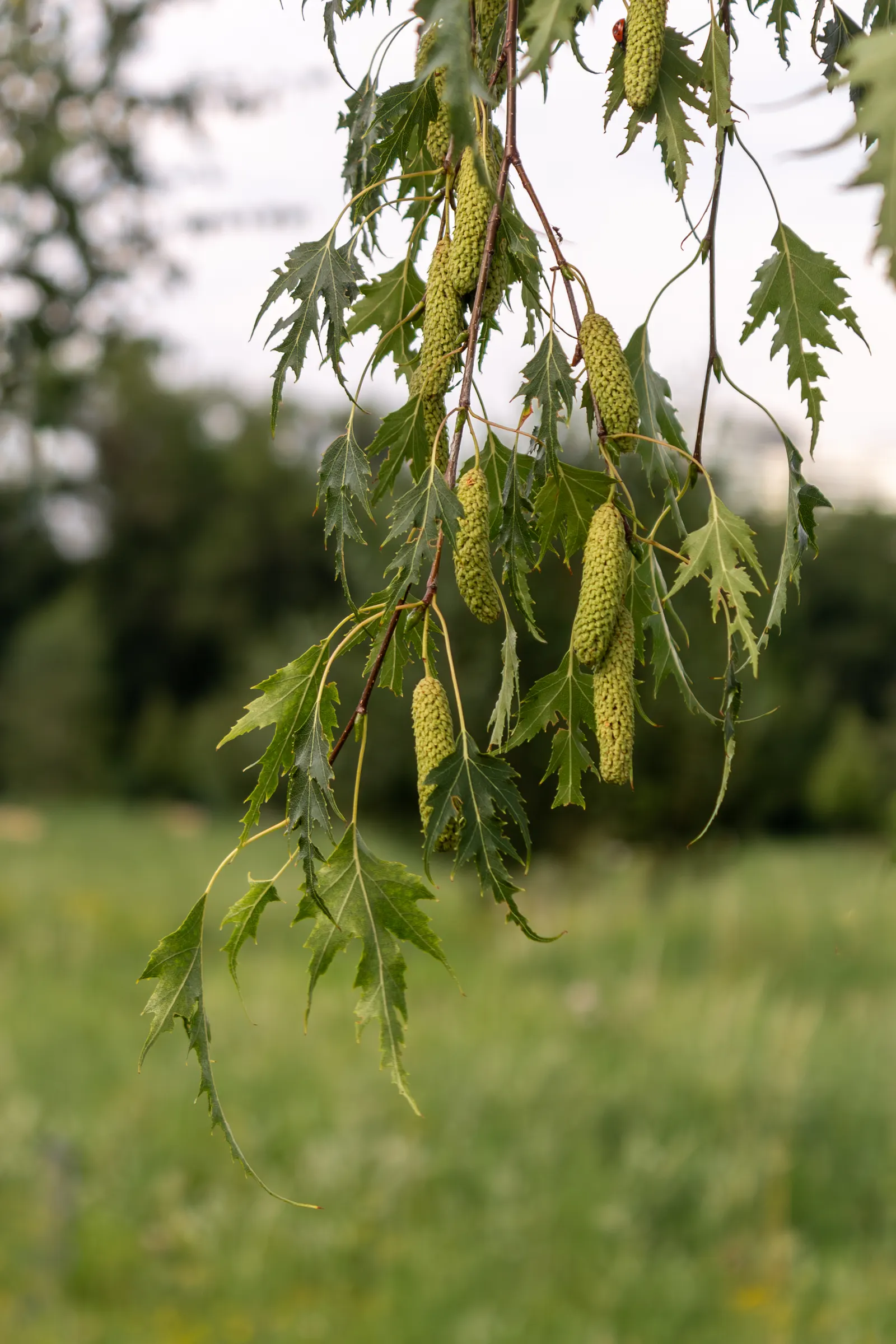 Swedish Cutleaf Weeping Birch (Betula Pendula 'Dalecarlica') — deeply-cut foliage and graceful