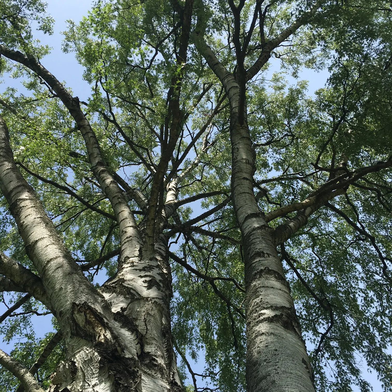 Swedish Cutleaf Weeping Birch (Betula Pendula 'Dalecarlica') — Ideal for zones 2-7, it prefers full sun to partial shade and well-drained soil