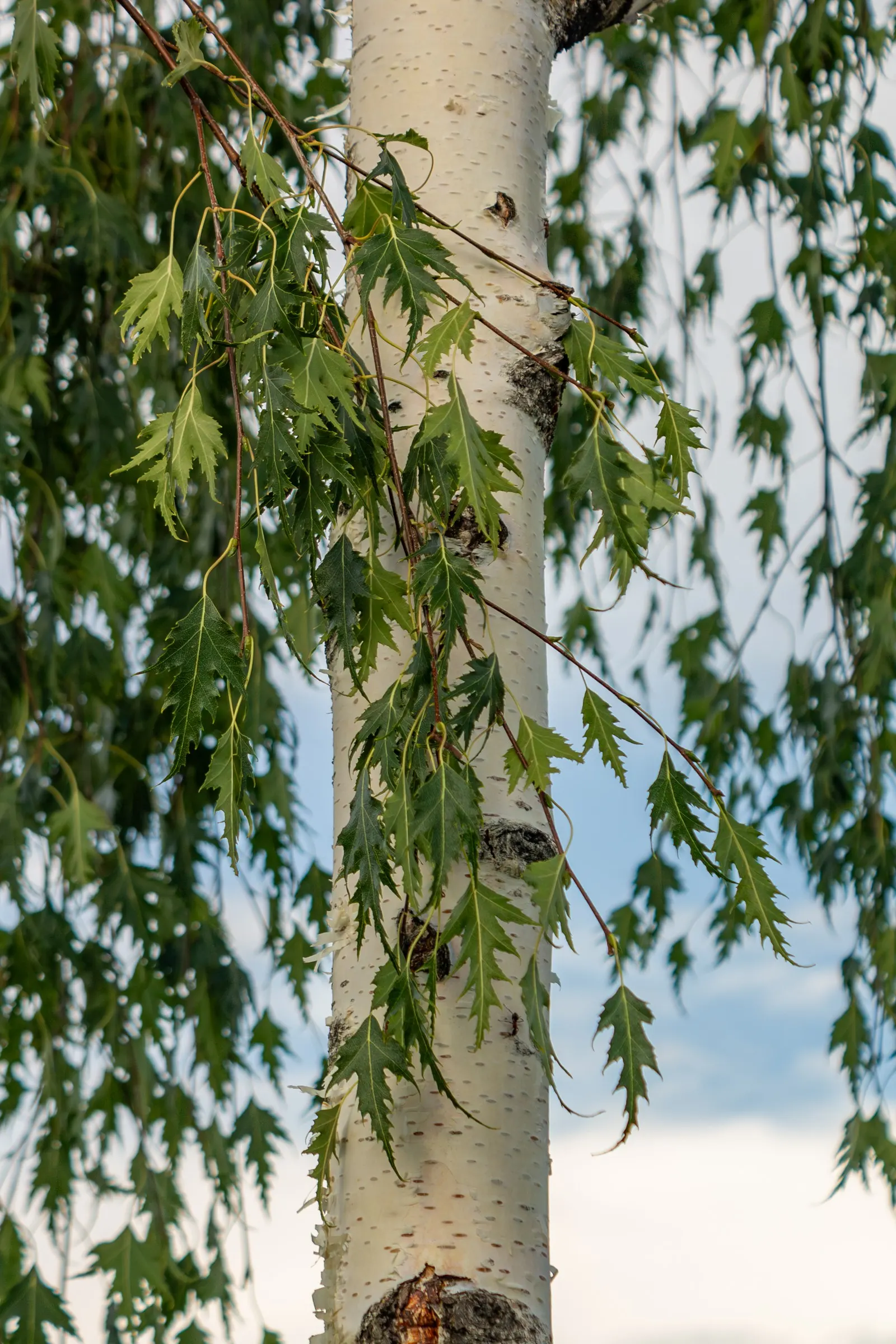 Swedish Cutleaf Weeping Birch (Betula Pendula 'Dalecarlica') — deeply serrated leaves and a gracefully arching habit