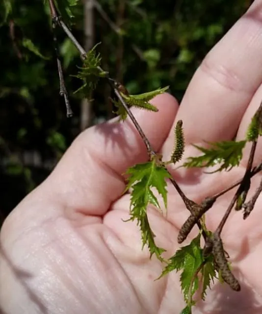 Swedish Cutleaf Weeping Birch (Betula Pendula 'Dalecarlica') — is an elegant and ornamental tree renowned for its distinctive