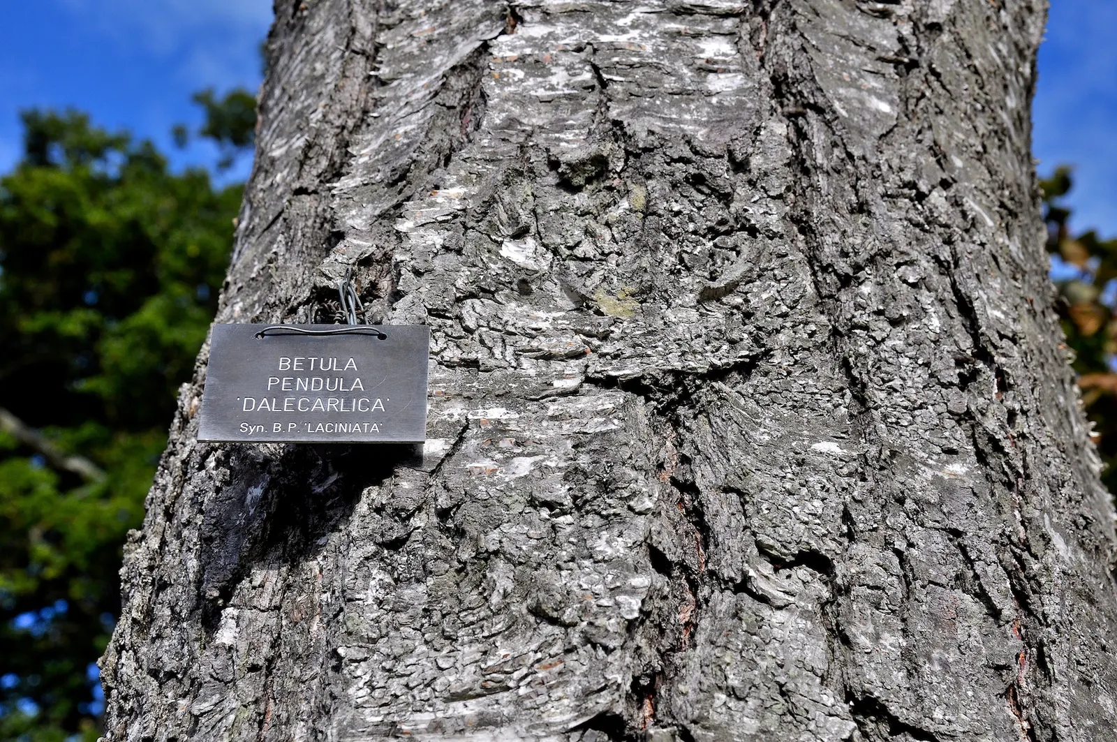 Swedish Cutleaf Weeping Birch (Betula Pendula 'Dalecarlica') — Its white peeling bark and pendulous branches provide year-round interest