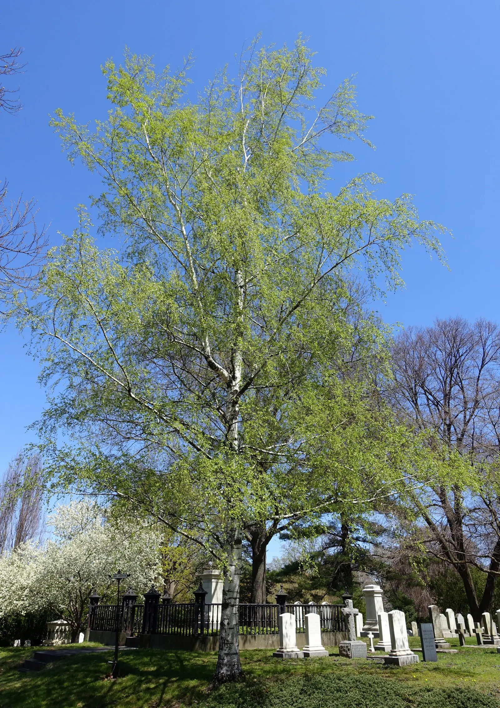 Swedish Cutleaf Weeping Birch (Betula Pendula 'Dalecarlica') — This cultivar typically reaches 30 to 40 feet in height and spreads around 15 to 20 feet