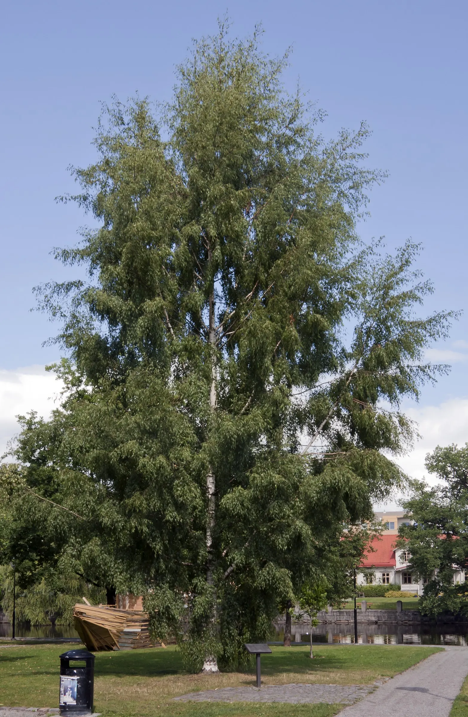 Swedish Cutleaf Weeping Birch (Betula Pendula 'Dalecarlica') — This deciduous tree typically reaches a mature height of 30 to 40 feet with a spread of 20 to 30