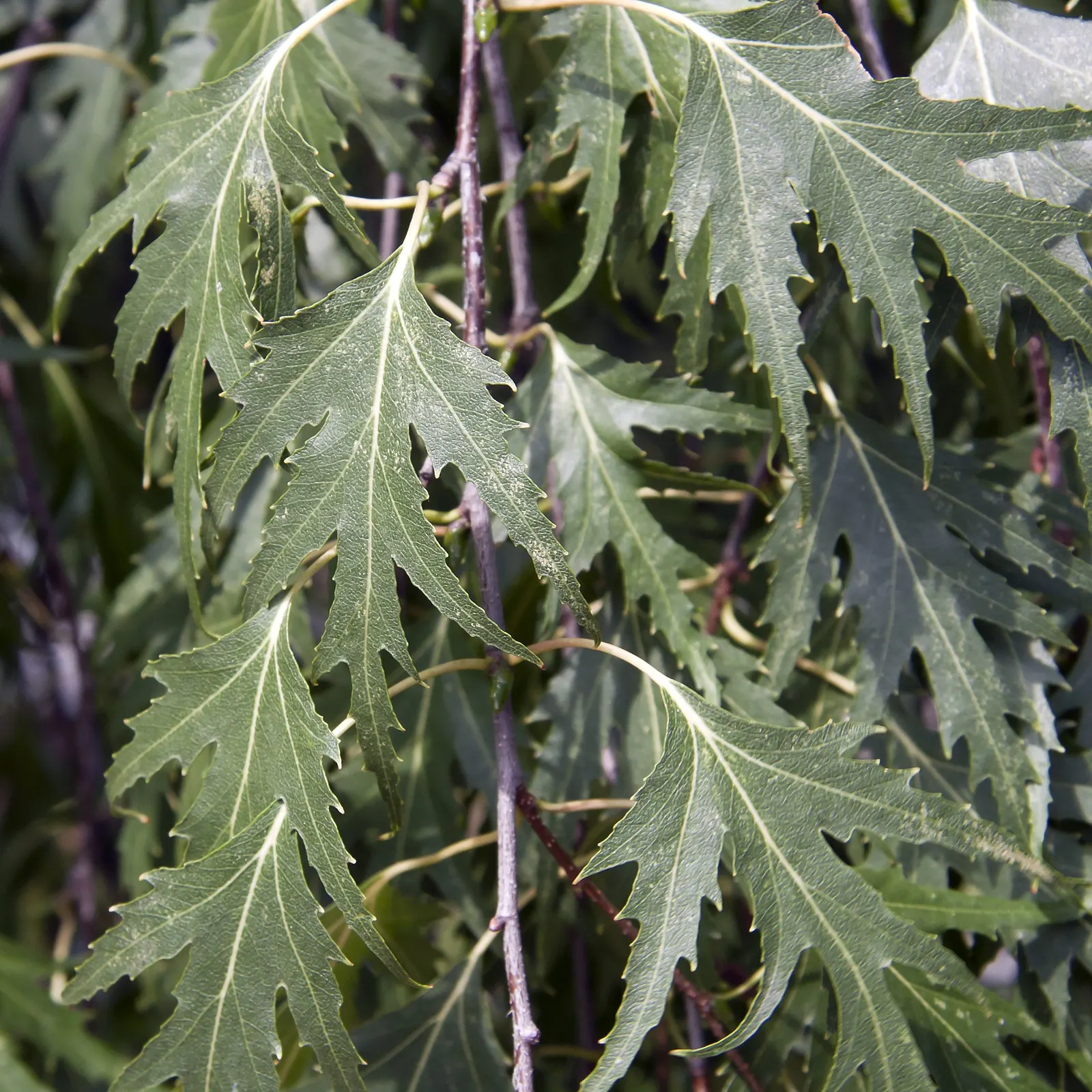 Swedish Cutleaf Weeping Birch (Betula Pendula 'Dalecarlica') — 'Dalecarlica' features a white