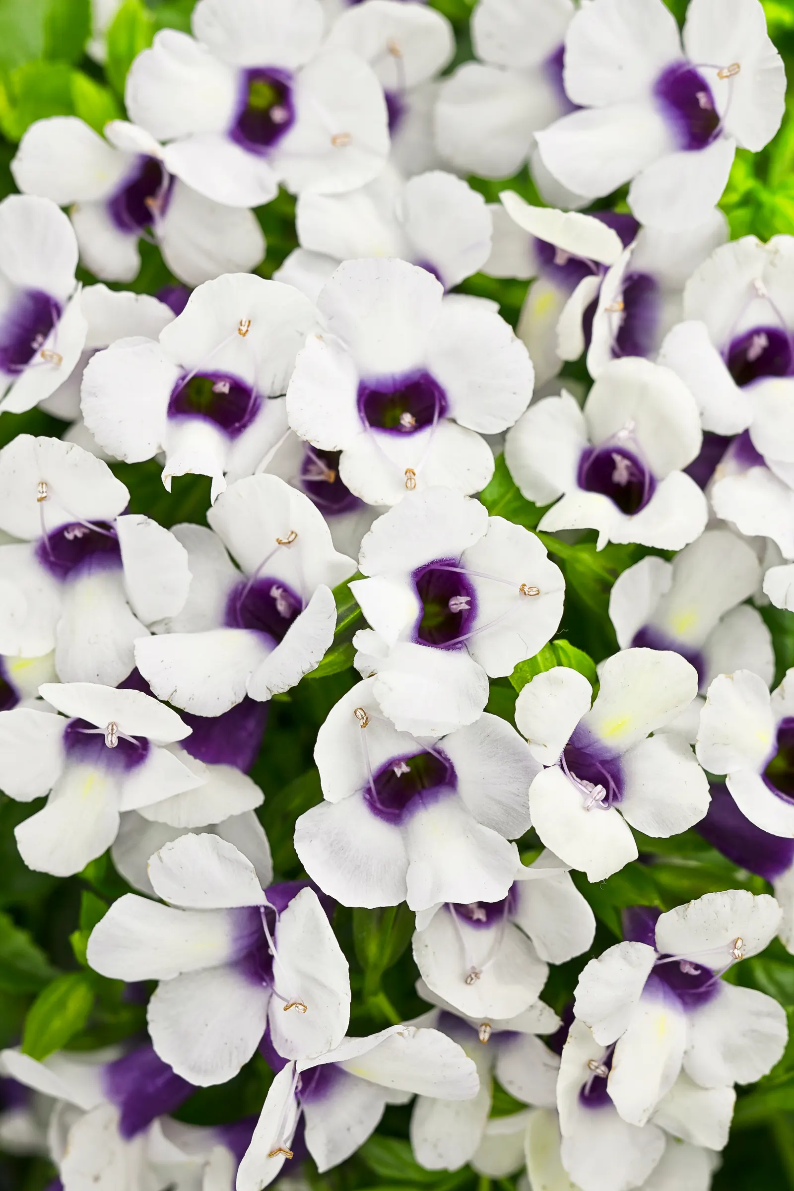 Grape-o-licious™ Wishbone Flower (Torenia) — purple flowers in the garden; proven Winners - Catalina® Grape-o-licious™ - Wishbone Flower - Torenia, image 20