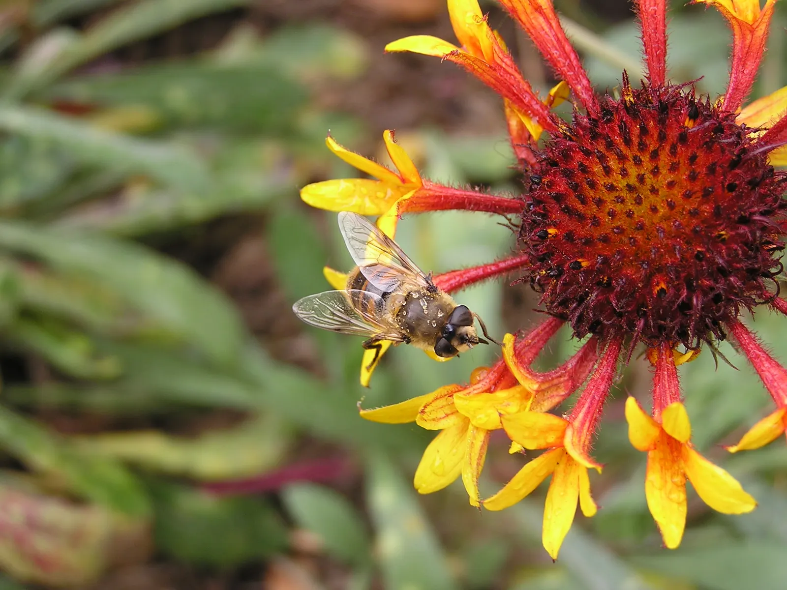 Fanfare Blanket Flower (Gaillardia 'Fanfare') — The Gaillardia 'Fanfare' is a vibrant perennial with a unique
