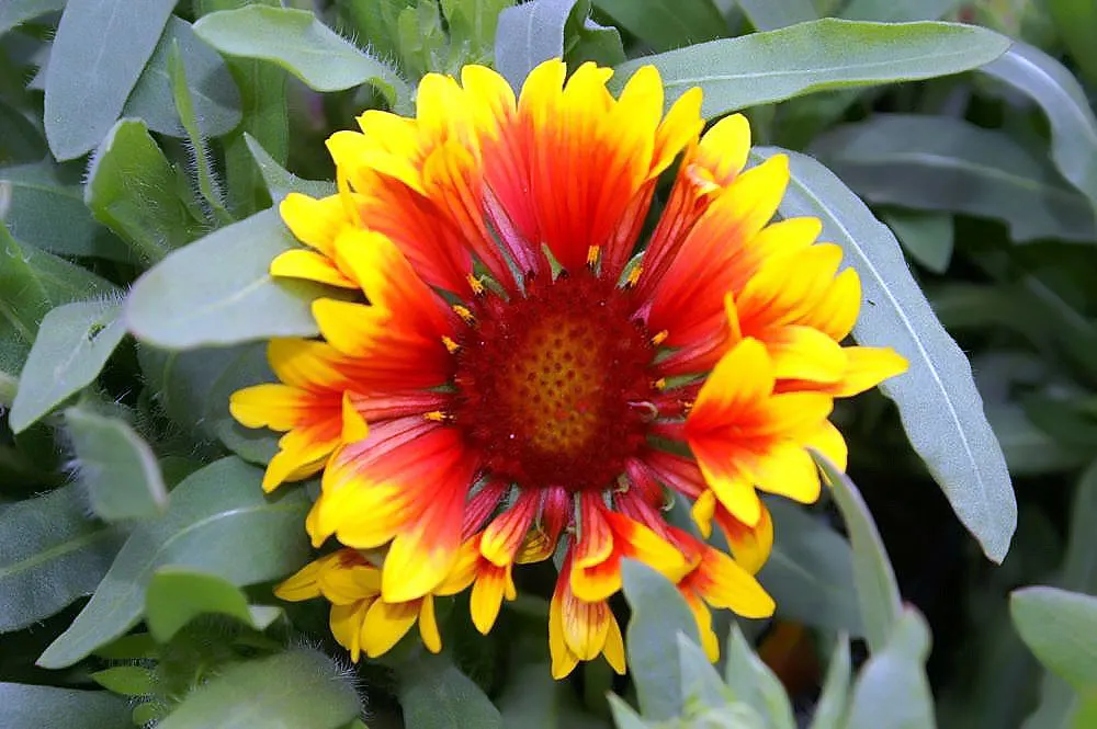 Fanfare Blanket Flower (Gaillardia 'Fanfare') — thriving in full sun exposure with well-draining soil