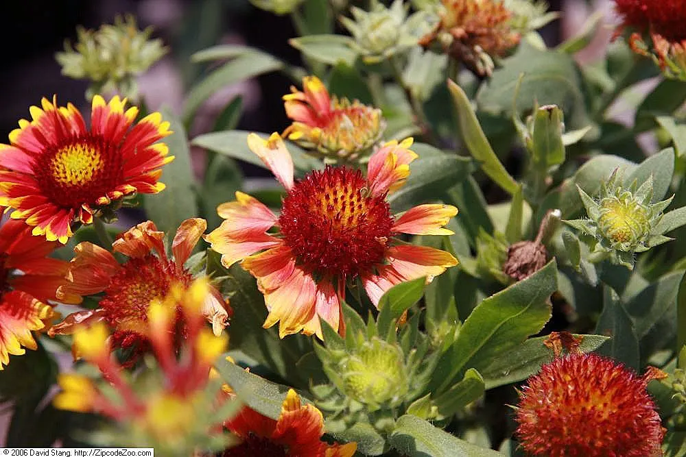 Fanfare Blanket Flower (Gaillardia 'Fanfare') — This low-maintenance plant is hardy in USDA zones 3 through 9