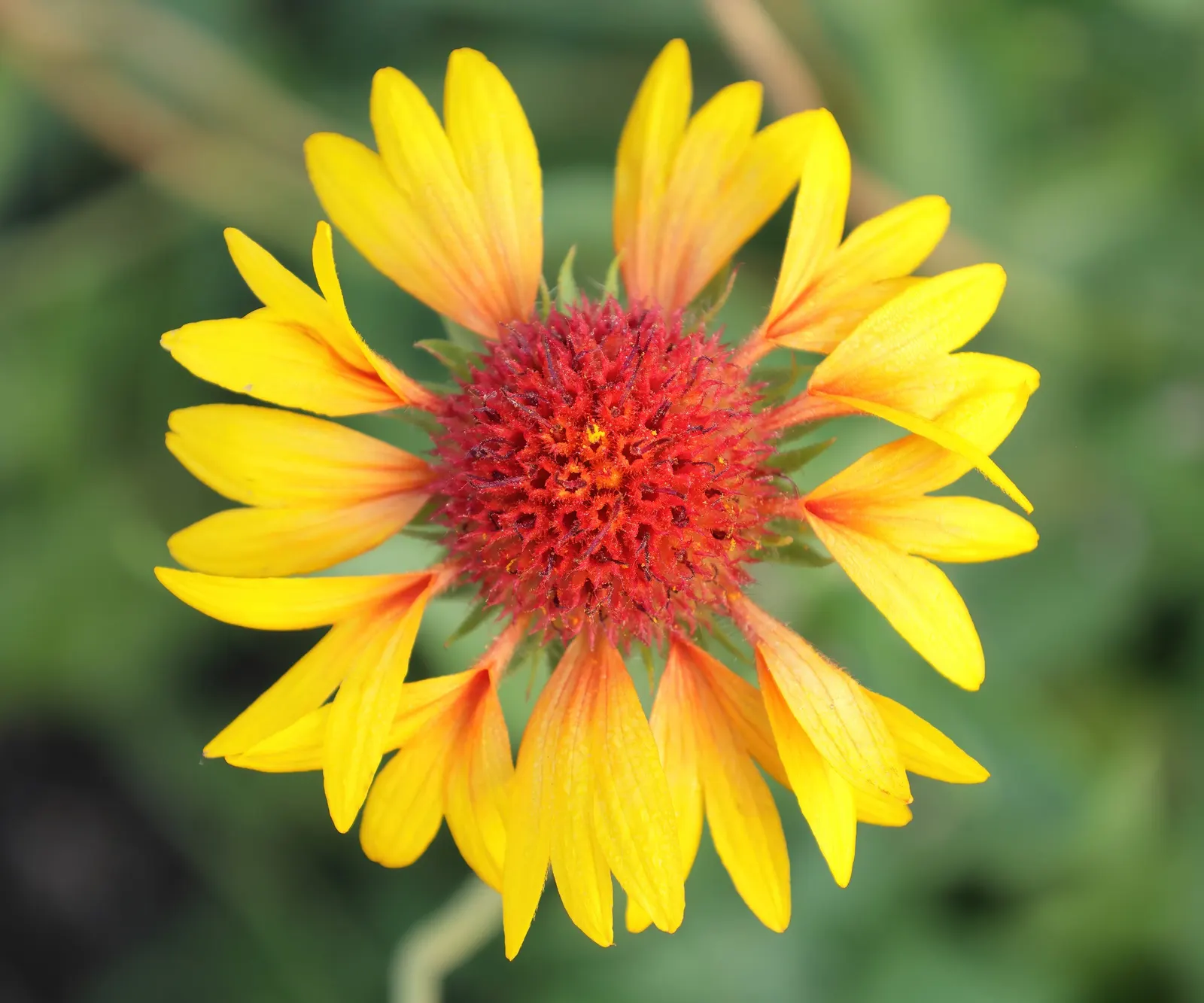 Fanfare Blanket Flower (Gaillardia 'Fanfare') — It's drought-tolerant once established