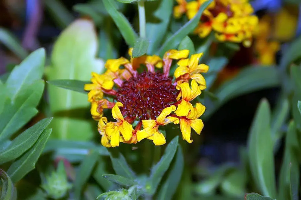 Fanfare Blanket Flower (Gaillardia 'Fanfare') — predominantly oranges and reds