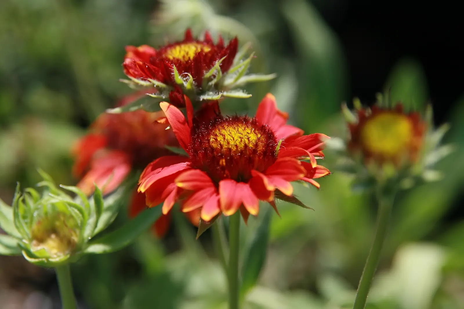 Fanfare Blanket Flower (Gaillardia 'Fanfare') — Deadheading encourages prolific flowering