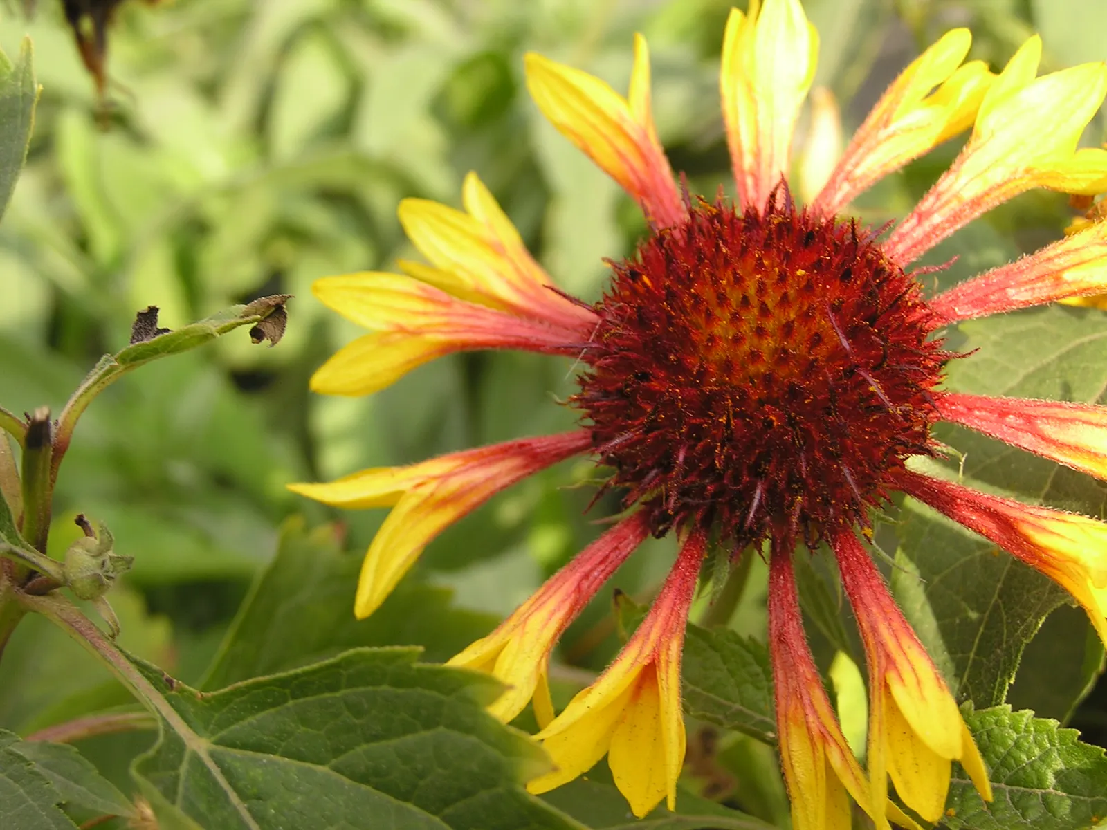 Fanfare Blanket Flower (Gaillardia 'Fanfare') — long-lasting display in any landscape design