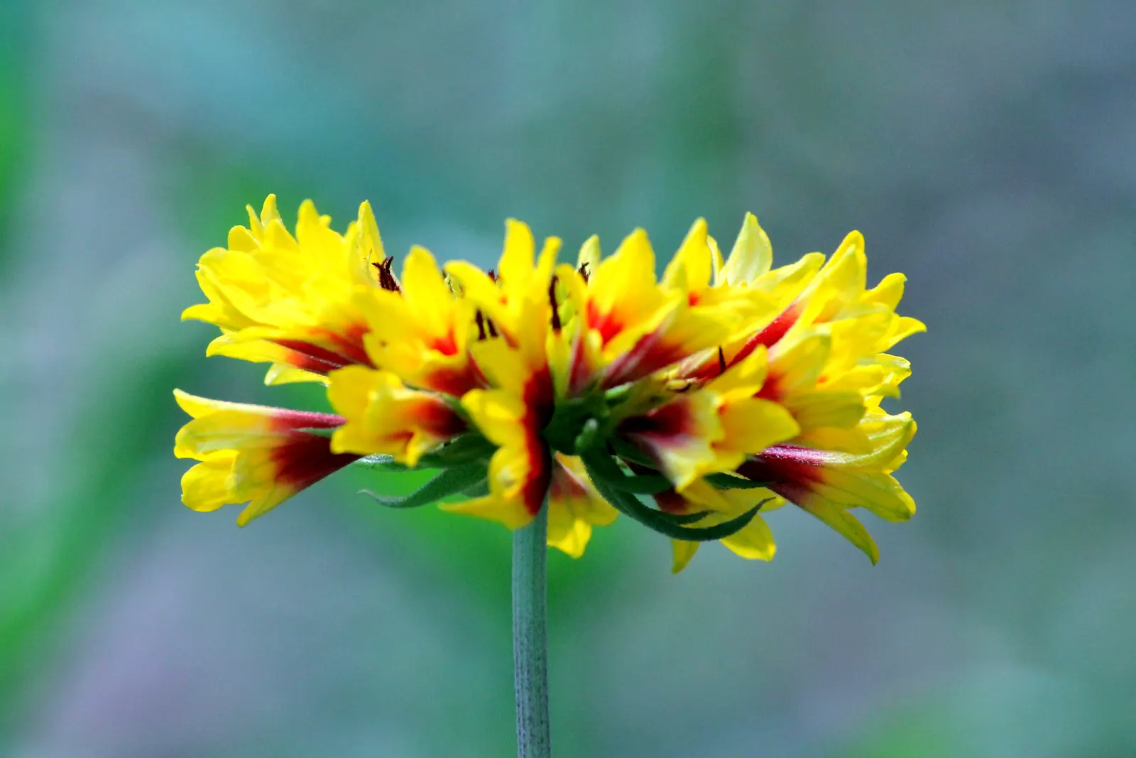 Fanfare Blanket Flower (Gaillardia 'Fanfare') — The flowers boast a spectrum of fiery shades