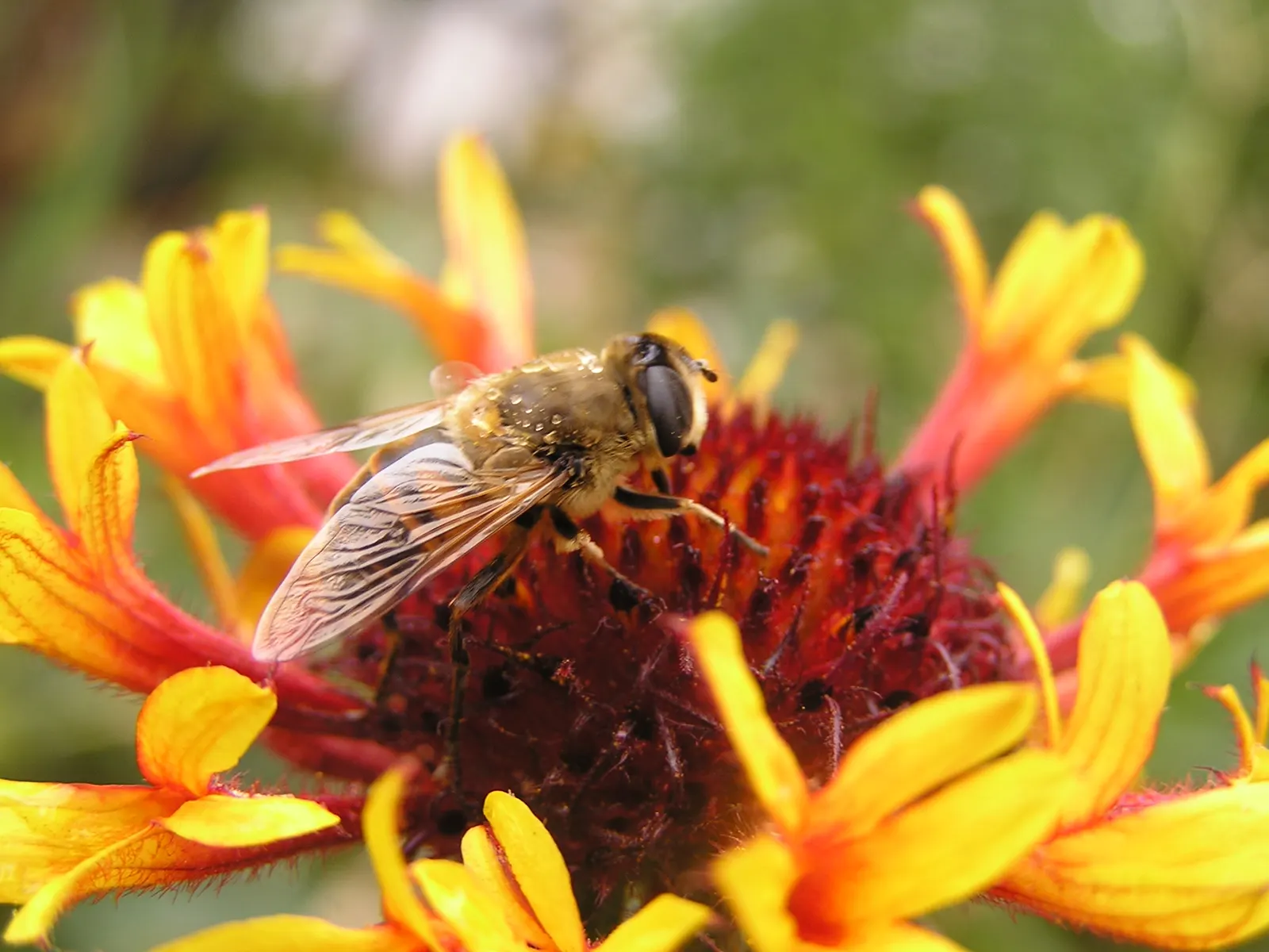 Fanfare Blanket Flower (Gaillardia 'Fanfare') — attracting pollinators like butterflies