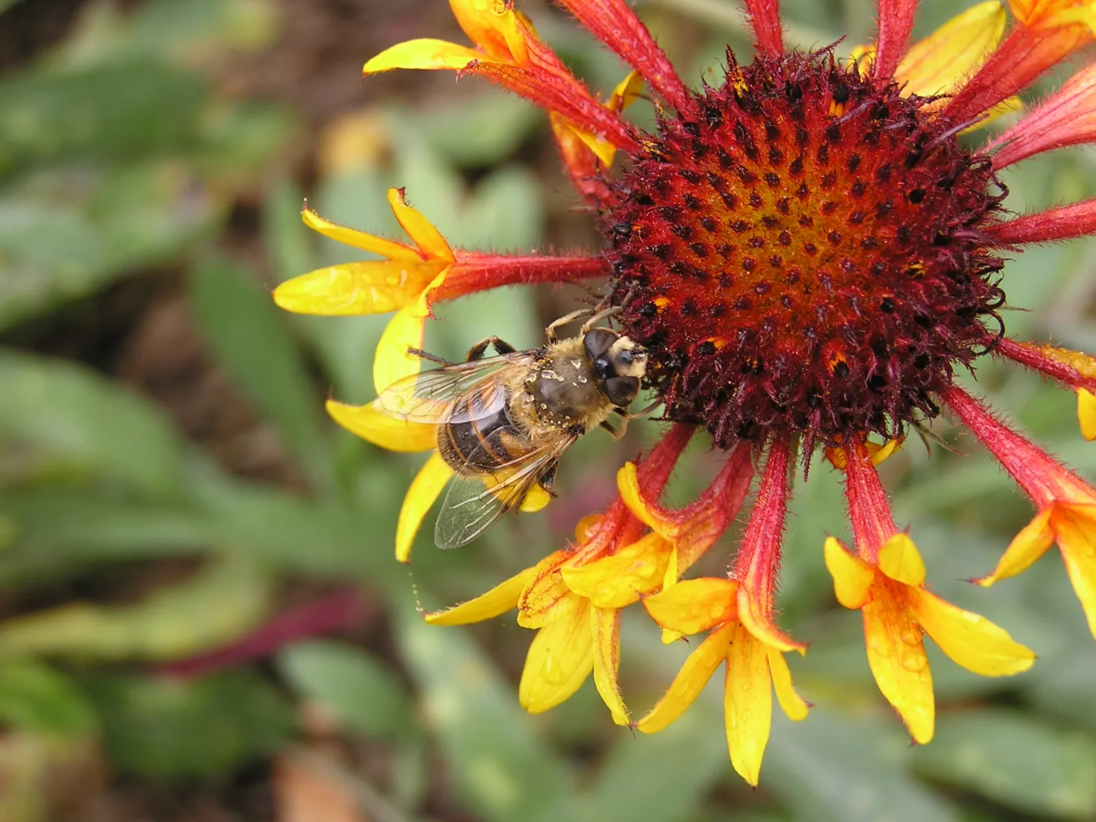 Fanfare Blanket Flower (Gaillardia 'Fanfare') — making it a maintenance-friendly choice for a colorful