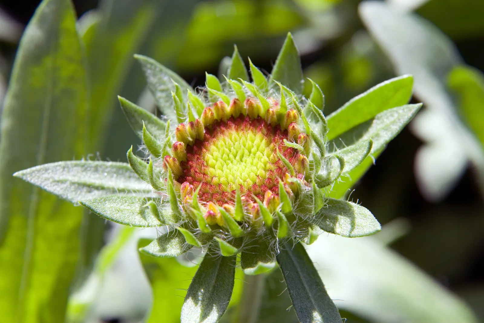 Fanfare Blanket Flower (Gaillardia 'Fanfare') — is a perennial plant that contributes vibrant warmth to any landscape design with its eye-catching