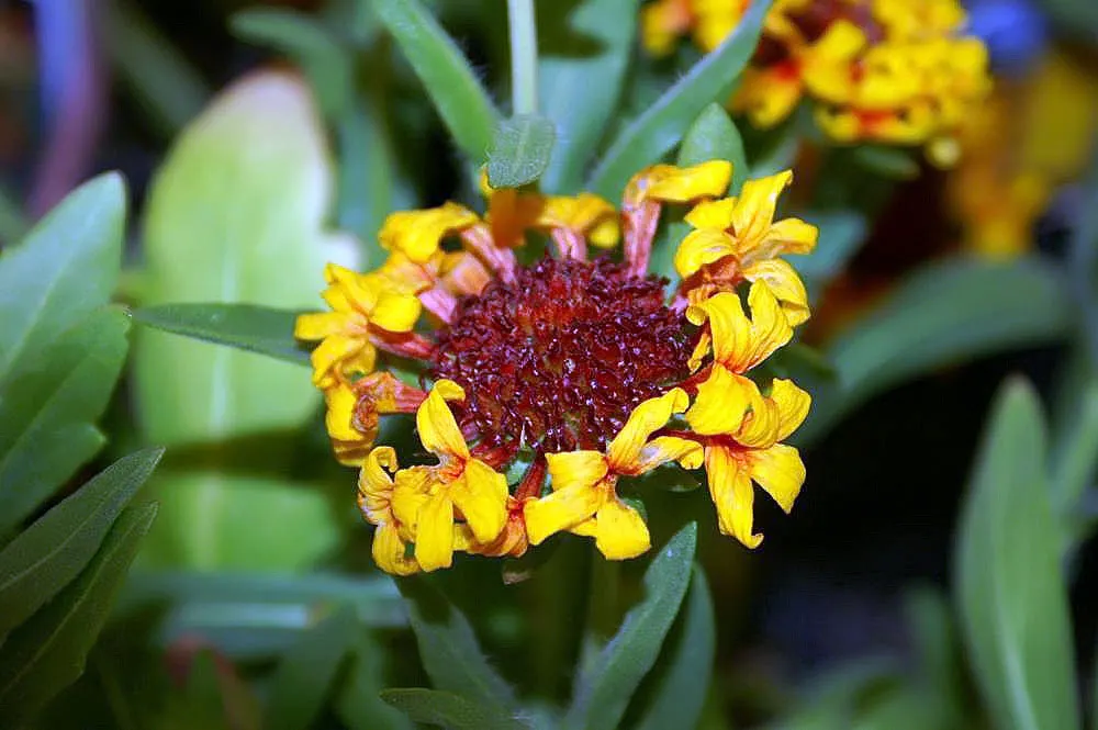 Fanfare Blanket Flower (Gaillardia 'Fanfare') — with tubular petals tipped in bright yellow that resemble the flickering flames of a campfire