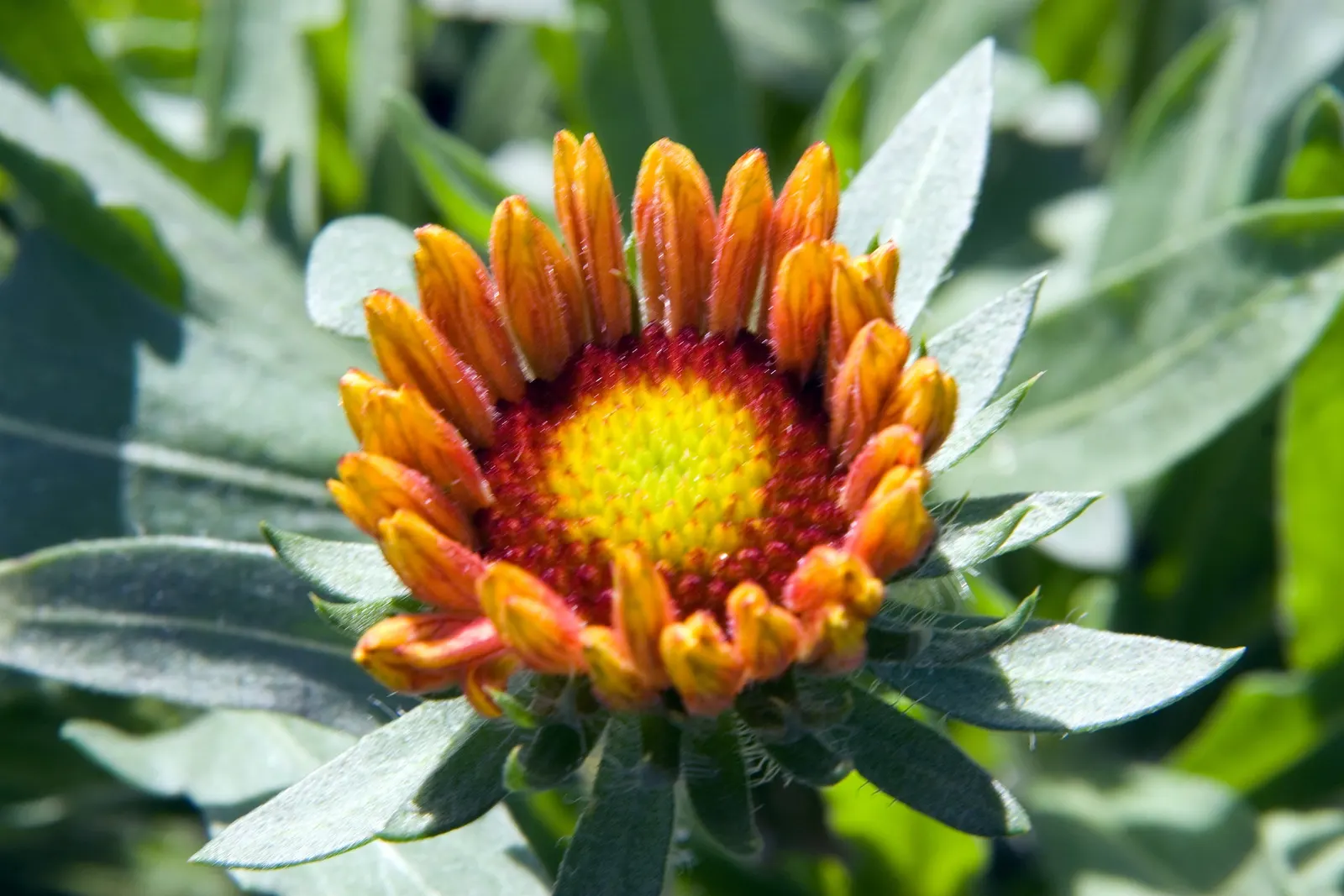 Fanfare Blanket Flower (Gaillardia 'Fanfare') — commonly known as the Fanfare Blanket Flower