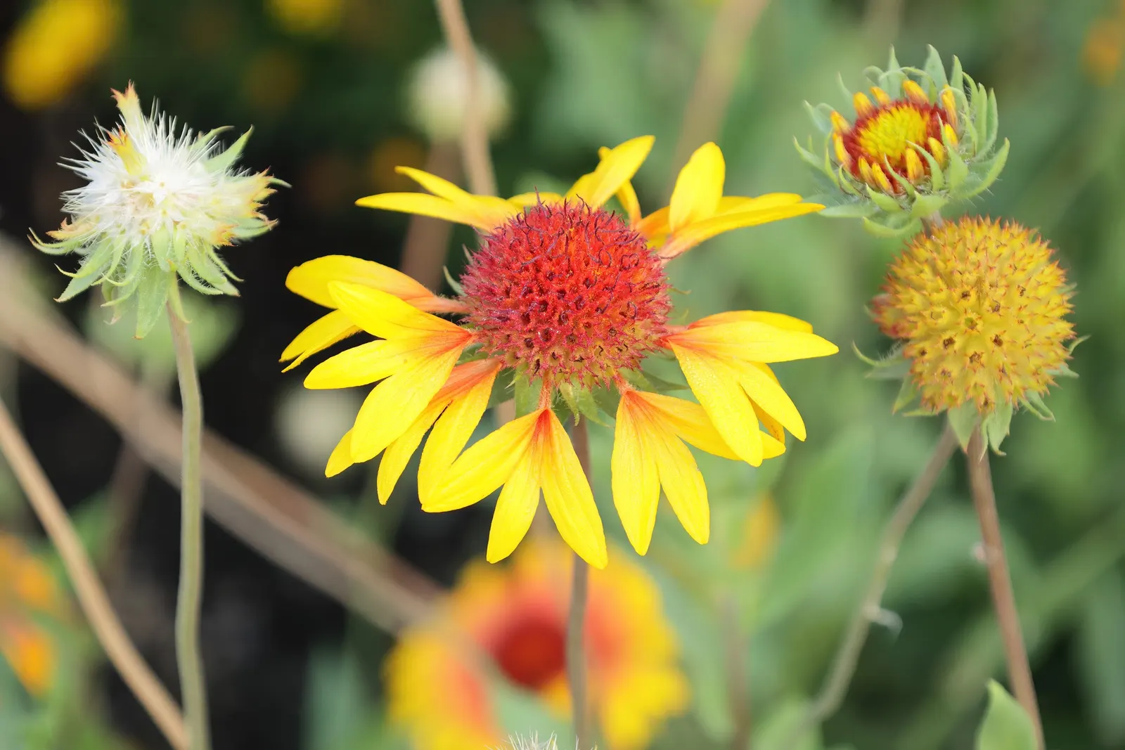 Fanfare Blanket Flower (Gaillardia 'Fanfare') — prefers well-drained soil
