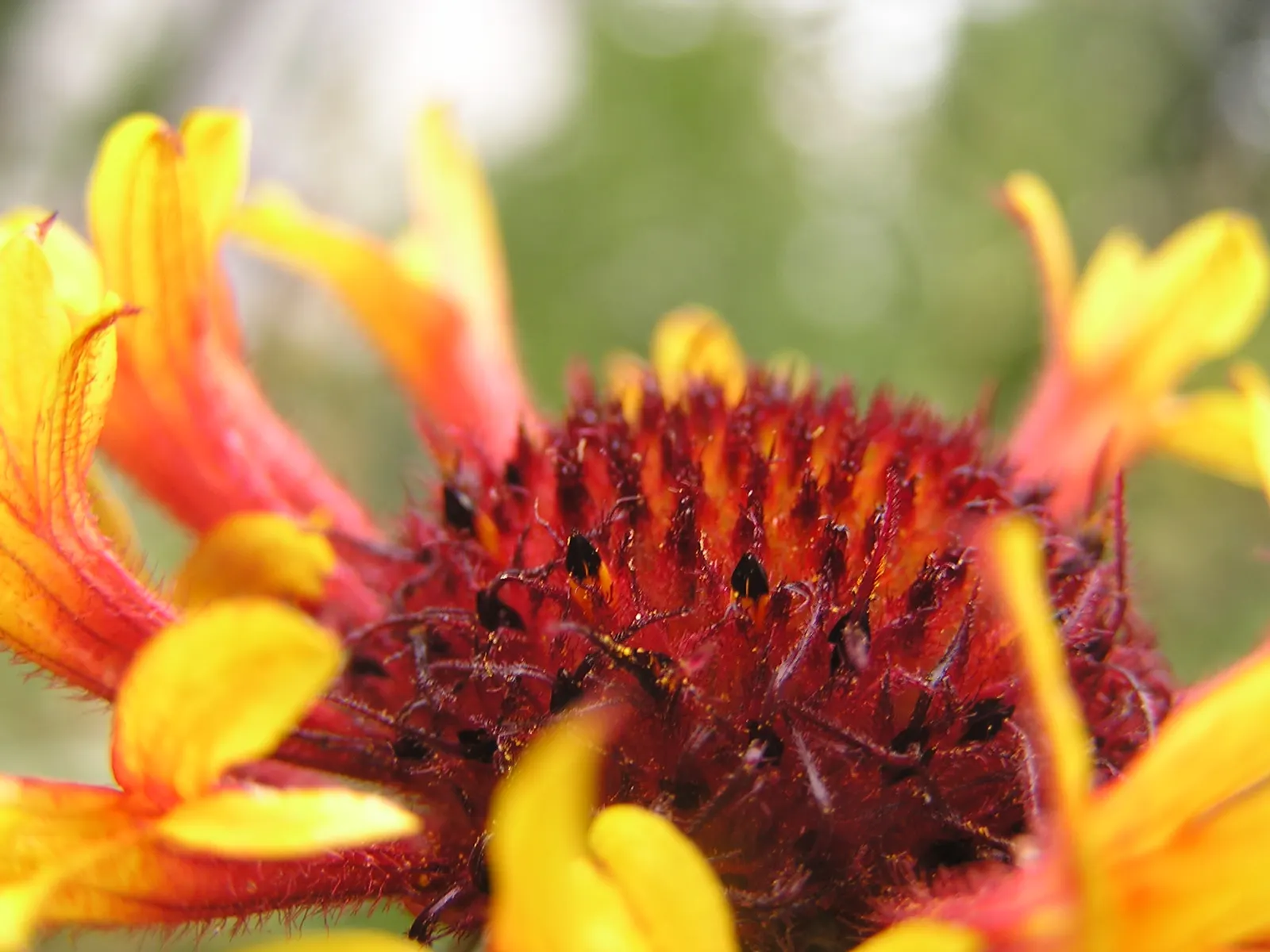 Fanfare Blanket Flower (Gaillardia 'Fanfare') — and blooms from early summer to fall