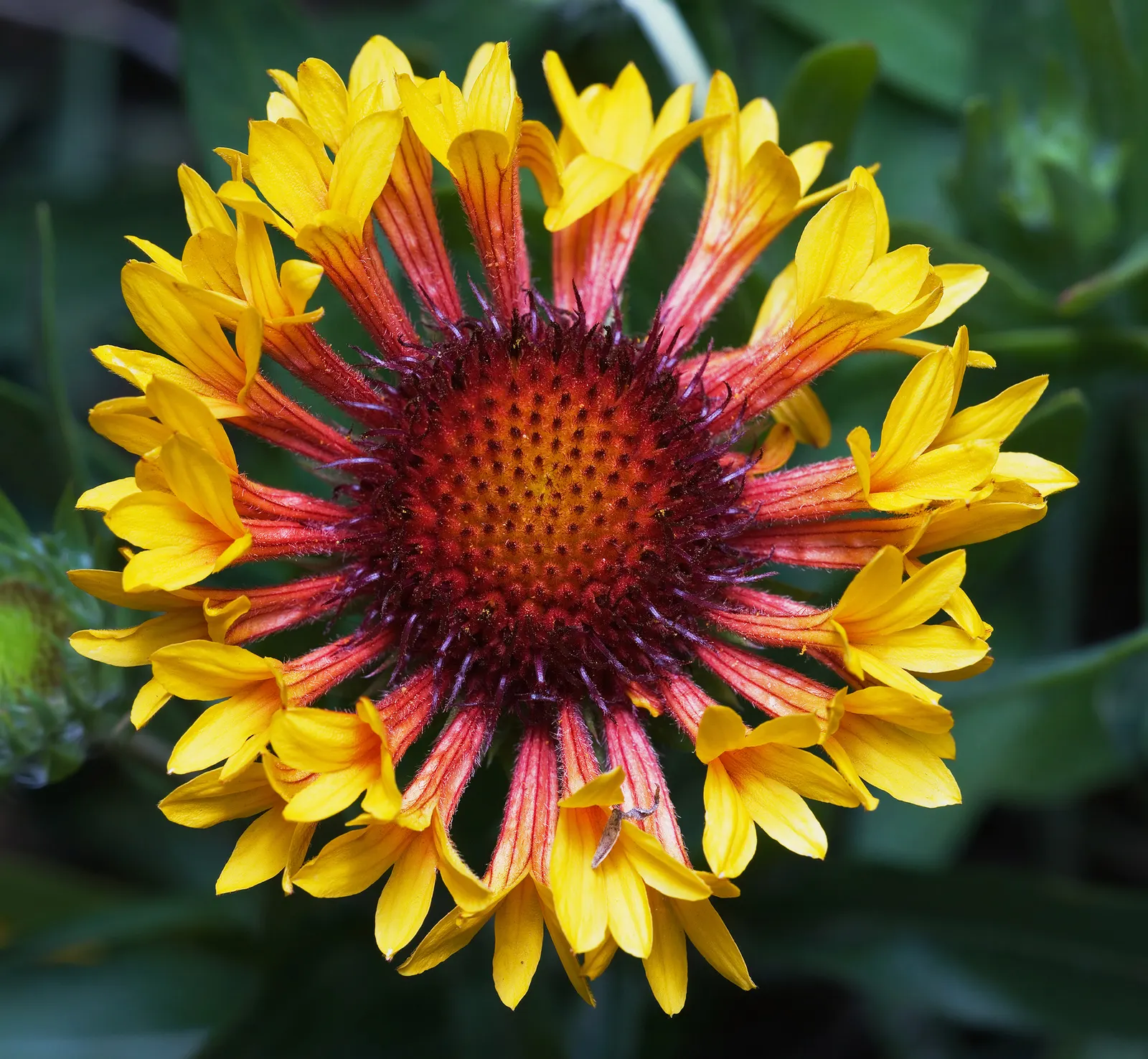 Fanfare Blanket Flower (Gaillardia 'Fanfare') — Flourishing in full sun, it reaches 12-18 inches in height and spreads 12-24 inches