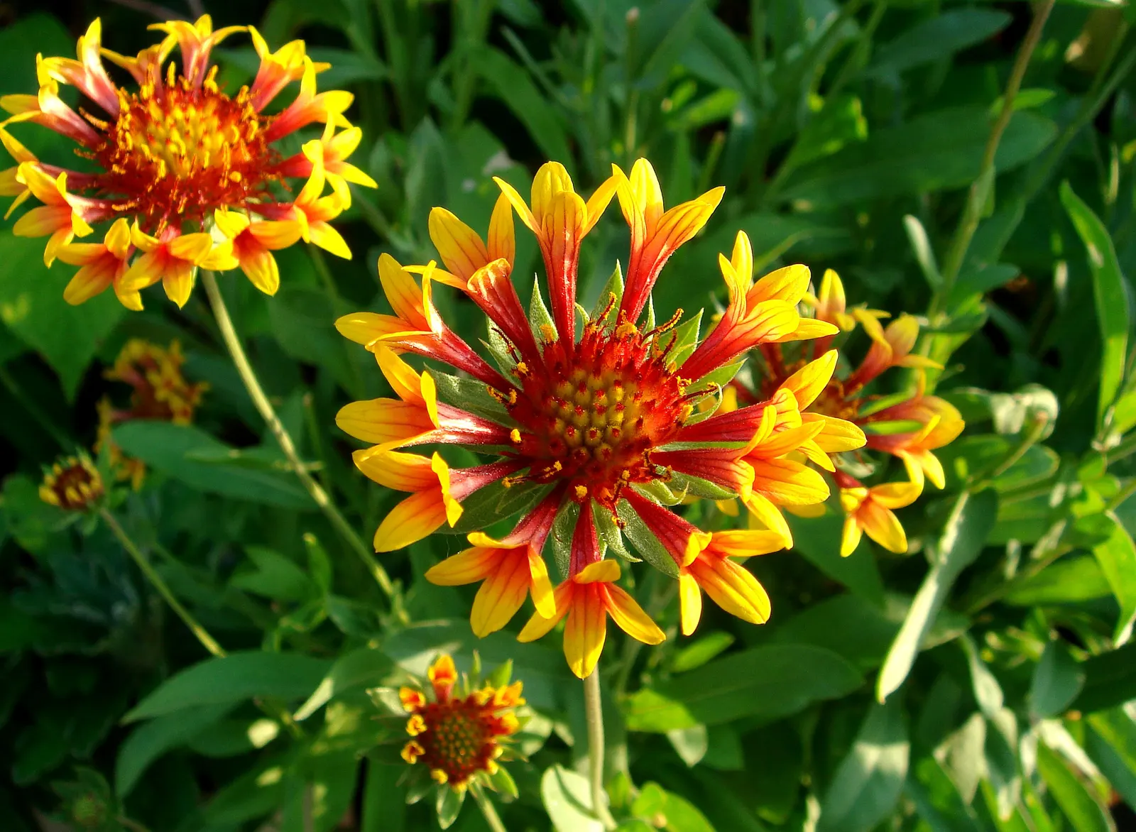 Fanfare Blanket Flower (Gaillardia 'Fanfare') — demonstrating resilience in a variety of climates
