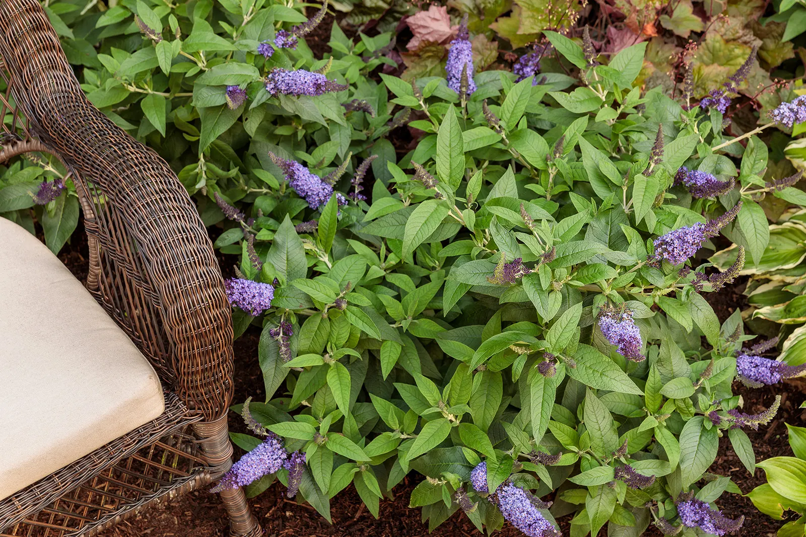 Pugster Blue® Butterfly Bush (Buddleia x) — this dwarf butterfly bush typically matures at just 24 inches tall with a spread of 24 to 36 inches