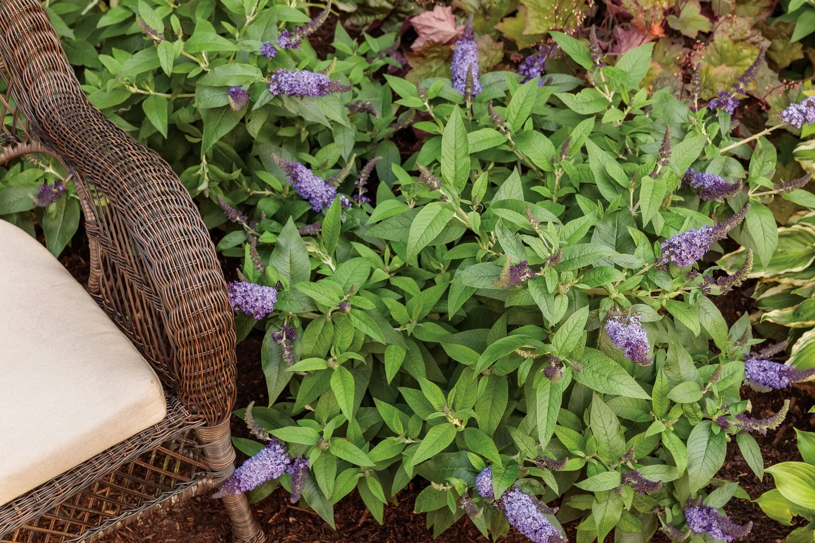 Pugster Blue® Butterfly Bush (Buddleia x) — well-drained soil; it has low water needs once established and attracts butterflies