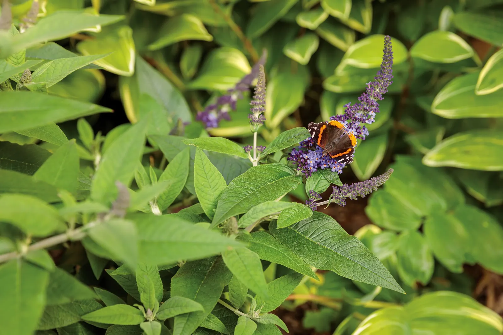 Pugster Blue® Butterfly Bush (Buddleia x) — Plant in full sun and average
