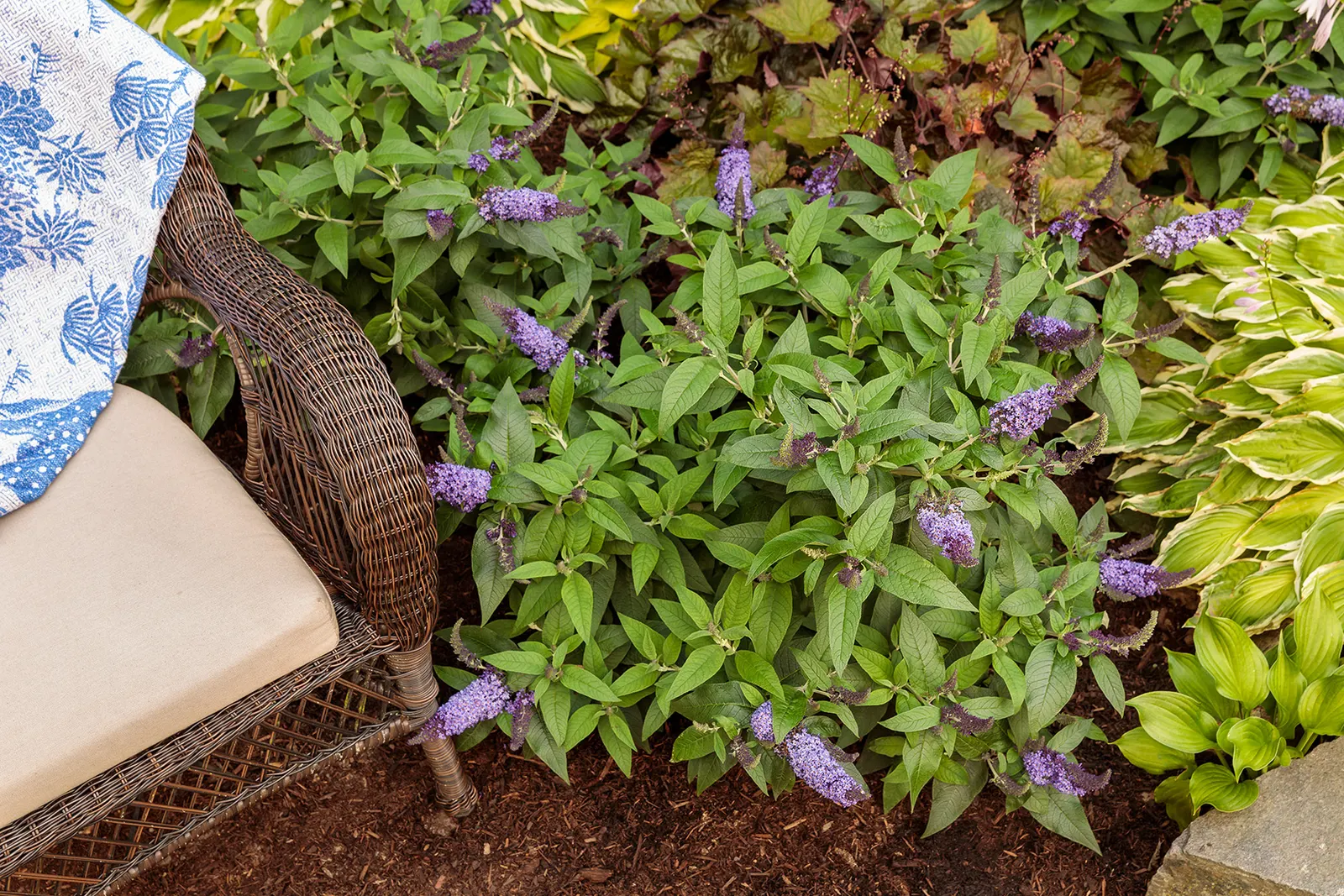 Pugster Blue® Butterfly Bush (Buddleia x) — The green foliage stays clean and understated