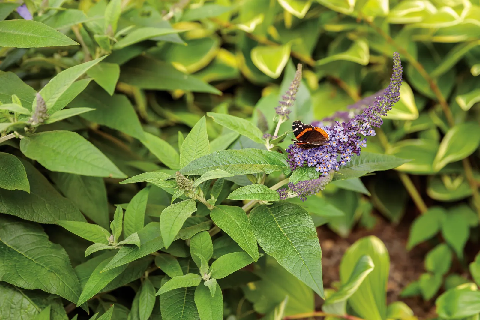 Pugster Blue® Butterfly Bush (Buddleia x) — The Buddleia x Pugster Blue®