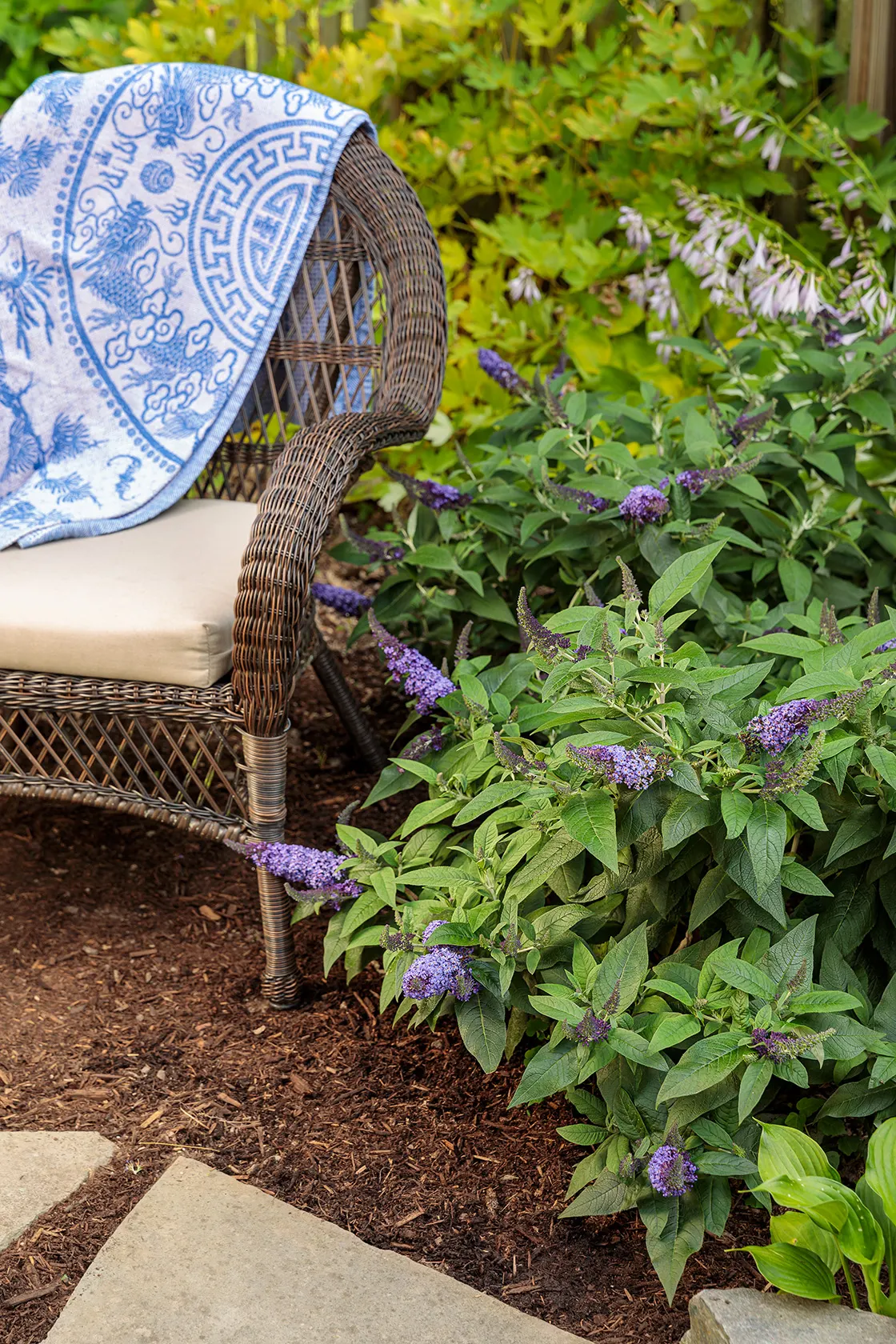 Pugster Blue® Butterfly Bush (Buddleia x) — allowing the richly colored flowers to read clearly from a distance while drawing bees