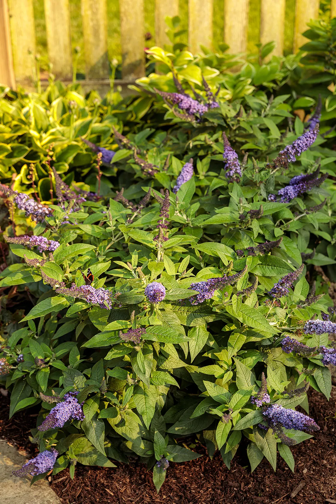 Pugster Blue® Butterfly Bush (Buddleia x) — fragrant flower panicles in a vivid true blue