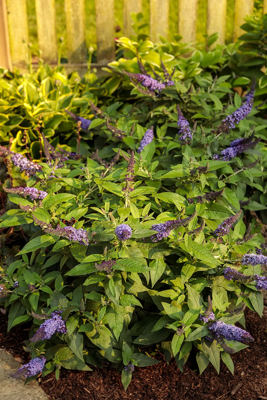 Pugster Blue® Butterfly Bush (Buddleia x) — and hummingbirds into close view.<br><br>Part of the Proven Winners® Pugster® series