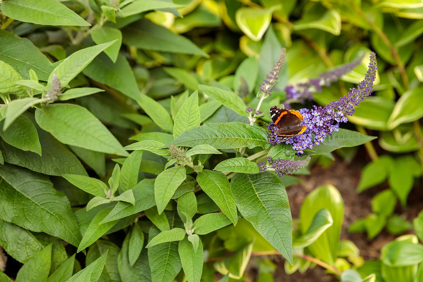 Pugster Blue® Butterfly Bush (Buddleia x) — commonly referred to as Pugster Blue® Butterfly Bush
