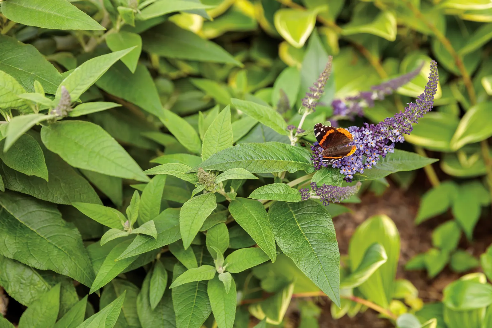 Pugster Blue® Butterfly Bush (Buddleia x) — It grows about 24 inches tall and 24-36 inches wide, forming a dense mounded shrub