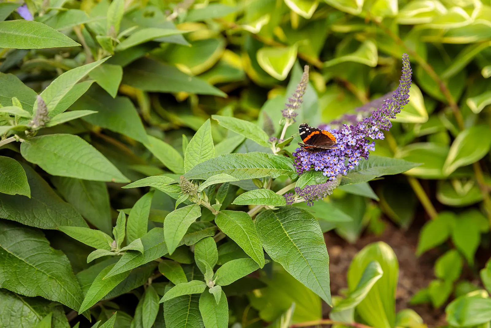 Pugster Blue® Butterfly Bush (Buddleia x) — From early summer through fall