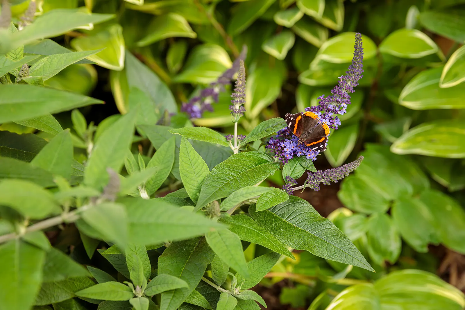 Pugster Blue® Butterfly Bush (Buddleia x) — each bloom accented by a tiny yellow-orange eye that adds warmth and depth