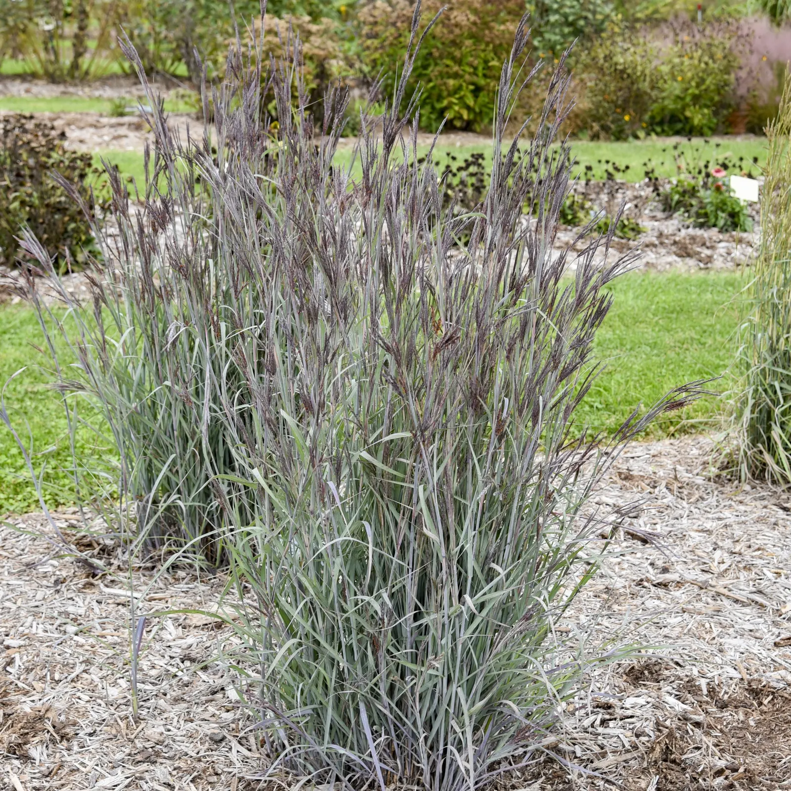 'Blue Steel' Big Bluestem (Andropogon hybrid) — Proven Winners - Prairie Winds® 'Blue Steel' - Big Bluestem - Andropogon hybrid plant details