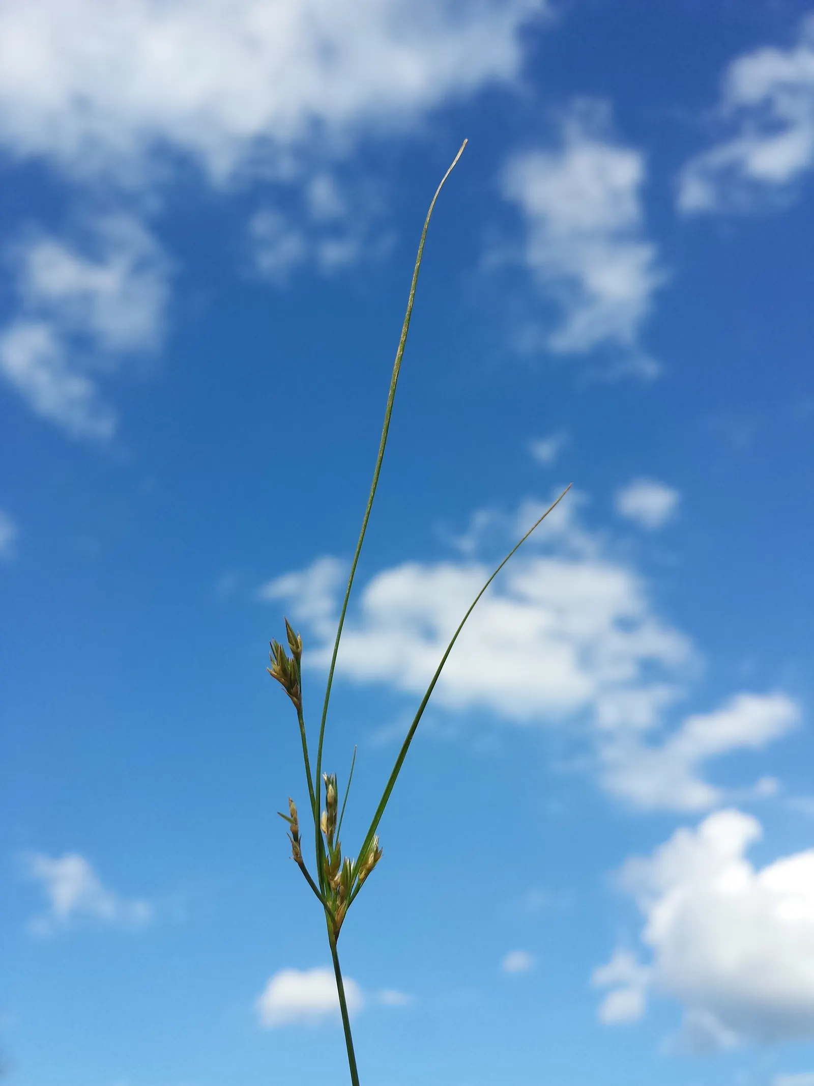 Poverty Rush (Juncus Tenuis) — Provides excellent erosion control and is low maintenance, ideal for naturalistic designs; minimal care requirements
